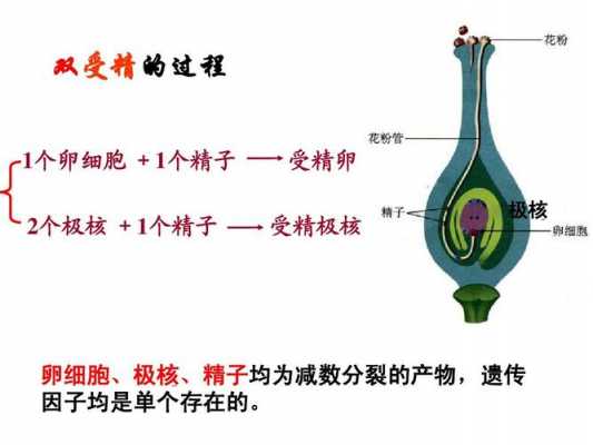 受精过程选修三（受精过程生物选修三）-图3