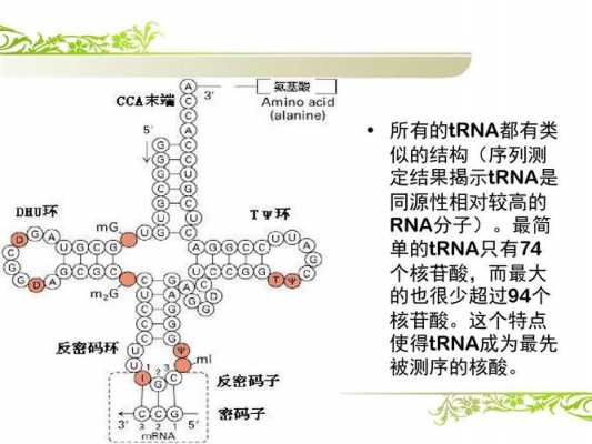 trna在那个过程合成（trna的合成以什么为模板）-图3