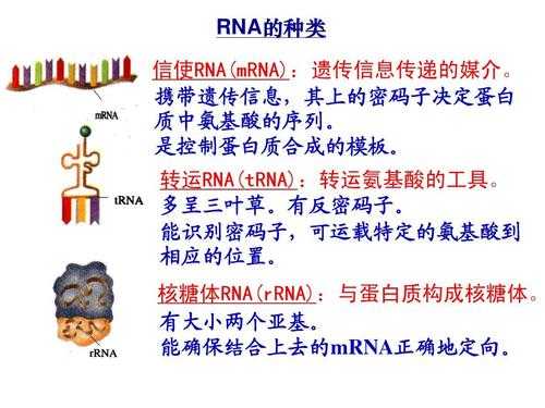 trna在那个过程合成（trna的合成以什么为模板）-图1