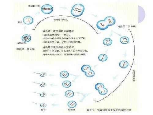 包含精子在体内的过程的词条-图1