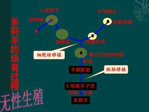 狗狗胚胎发育过程（狗胚胎的发育过程）-图3