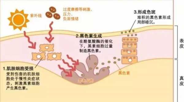 色素积累过程（色素积累会阻碍细胞内物质交流和传递）-图1