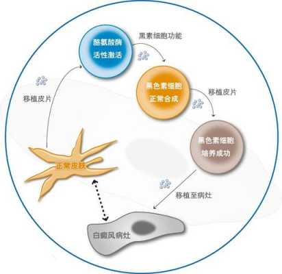 色素积累过程（色素积累会阻碍细胞内物质交流和传递）-图2