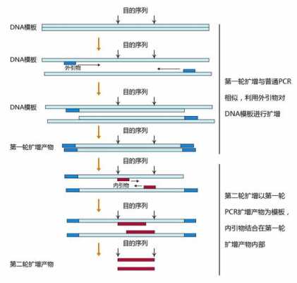 技术的过程（pcr技术的过程）-图2