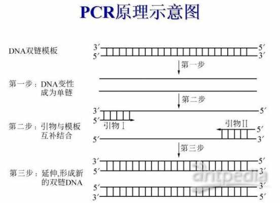 技术的过程（pcr技术的过程）-图1