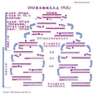 技术的过程（pcr技术的过程）-图3