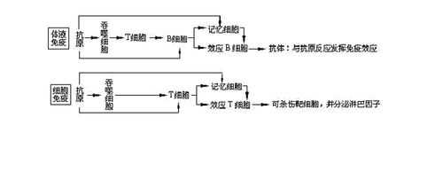 关于体液免疫的过程（关于体液免疫的生物学效应下列不正确的是）-图1