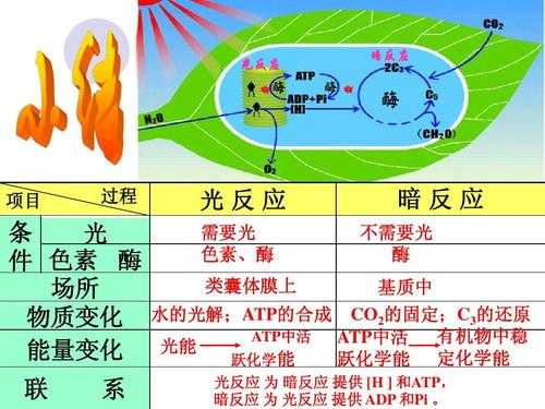 光反应过程和场所（光反应的场所和条件）-图3