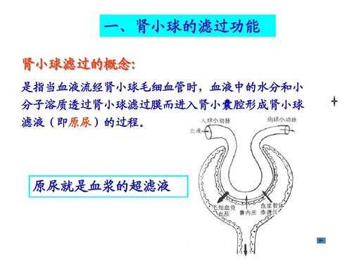 肾滤动画过程（肾滤过血液的结构）-图3