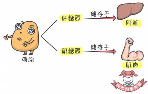 肝糖原水解过程（肝糖原分解的生理意义）-图1