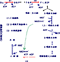 肝糖原水解过程（肝糖原分解的生理意义）-图3