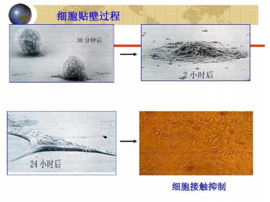 贴壁生长过程包括（贴壁生长状特征）-图3