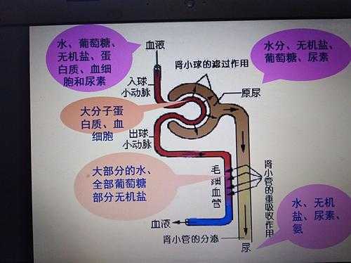 初中尿液形成的过程（尿液的形成过程初一）-图2