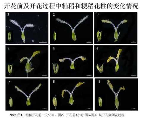 水稻花器官过程（水稻花属于器官吗）-图3