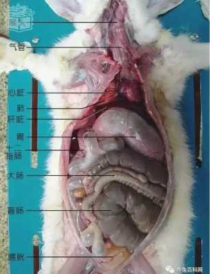 家兔的解剖过程流程（简述家兔解剖的主要步骤和要点）-图1