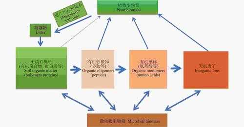 简述土壤氮素循环过程（土壤氮循环及其环境效应）-图1