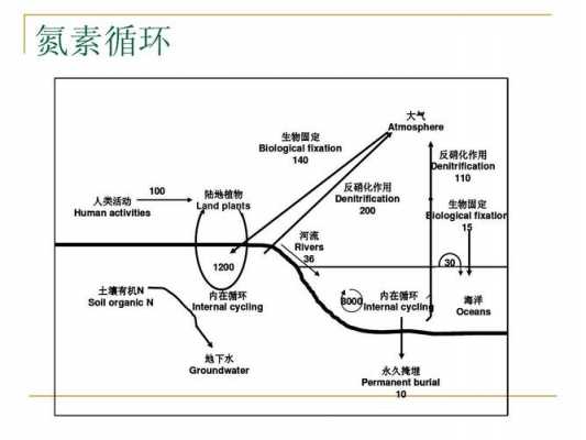 简述土壤氮素循环过程（土壤氮循环及其环境效应）-图3