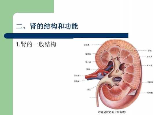 肾的规则过程（肾的形态和结构）-图2