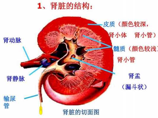 肾的规则过程（肾的形态和结构）-图1