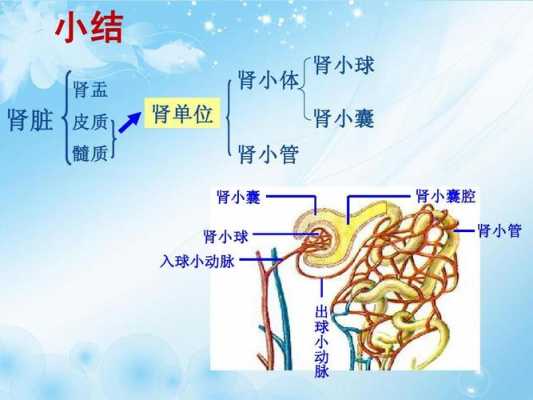 肾的规则过程（肾的形态和结构）-图3