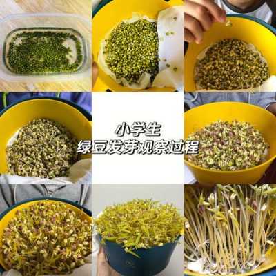 藏绿豆发芽过程（藏绿豆发芽过程视频）-图1