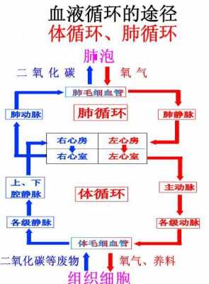 呼吸主动过程（呼吸主动循环技术）-图3