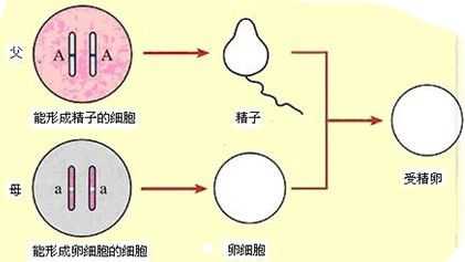 包含精子与卵子受孕的过程的词条-图3