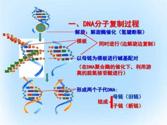 说明dna的复制过程（简要说明dna的复制方式）-图1