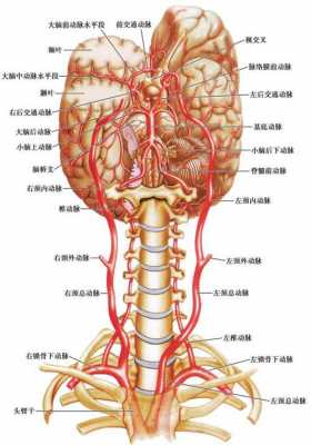 头部血液的循环过程（头部的血液循环途径）-图2