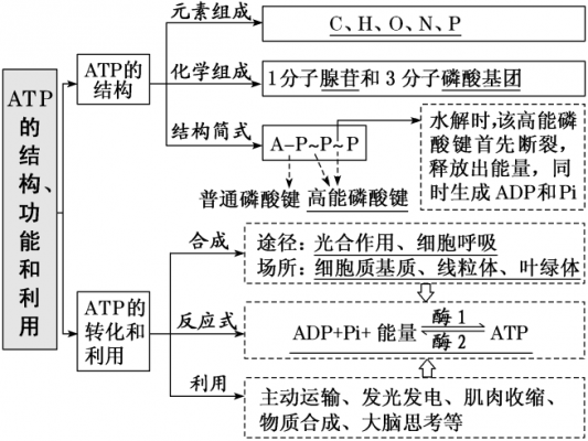 产生atp的过程有（产生atp的过程有几个阶段）-图1