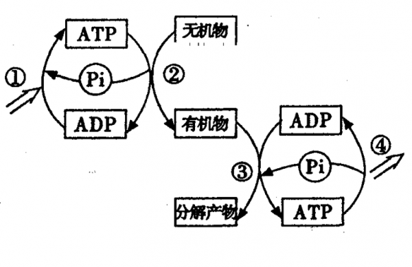 产生atp的过程有（产生atp的过程有几个阶段）-图2