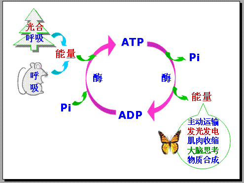 产生atp的过程有（产生atp的过程有几个阶段）-图3