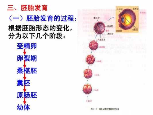 胚胎发育过程图桑椹胚（胚胎发育过程生物图）-图1