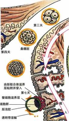 胚胎发育过程图桑椹胚（胚胎发育过程生物图）-图3