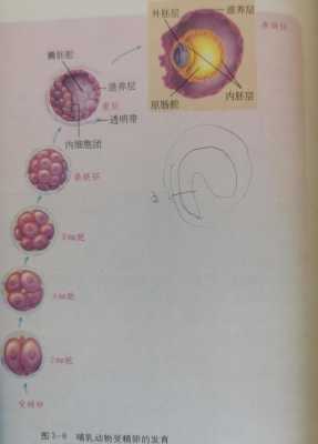 胚胎发育过程图桑椹胚（胚胎发育过程生物图）-图2