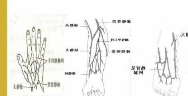 下肢注射静脉循环过程（下肢静脉注射有风险）-图1