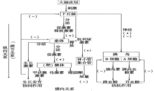 激素调节的图解过程（激素调节讲解）-图2