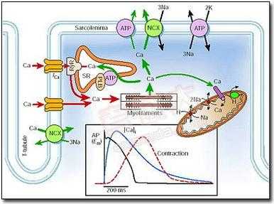 兴奋收缩偶联过程图解（兴奋收缩偶联过程图解大全）-图2