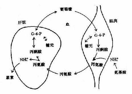 丙氨酸的合成过程（丙氨酸的合成途径）-图2