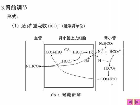 酸碱调节过程图解（酸碱调节过程图解大全）-图2