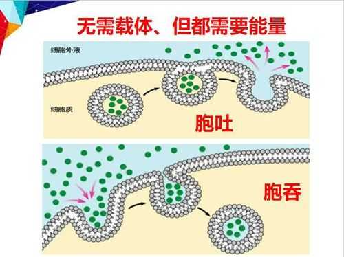 胞吐过程要载体（胞吐具体过程）-图3