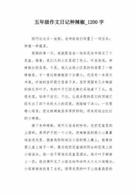 种辣椒过程（种辣椒过程的作文）-图3