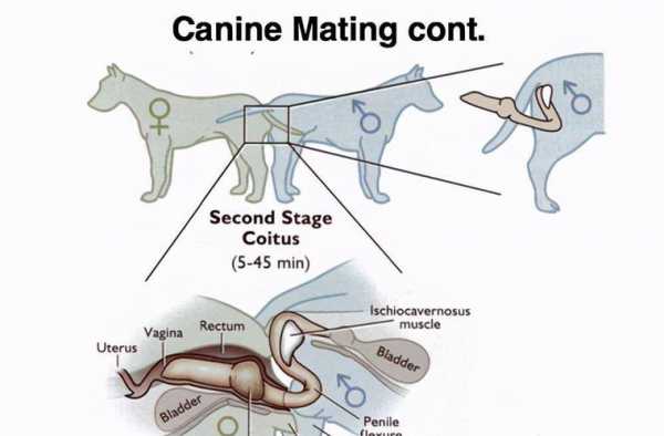 gou受精过程（狗狗受精的症状）-图1