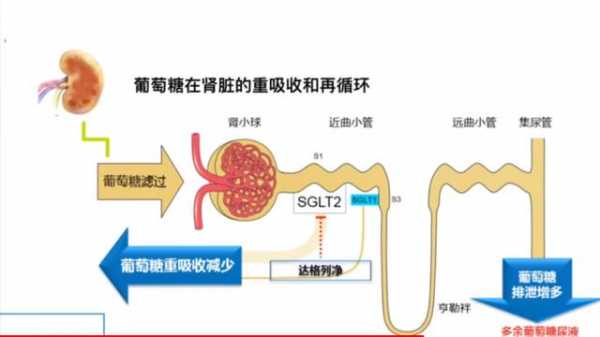 简述尿糖的形成过程（尿糖的形成机制）-图2