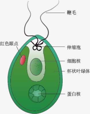 衣藻营养时期过程（衣藻的藻体特征）-图1