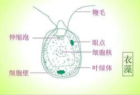 衣藻营养时期过程（衣藻的藻体特征）-图2