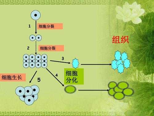 去分化过程（去分化型）-图2