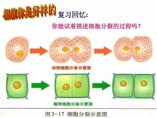 去分化过程（去分化型）-图3