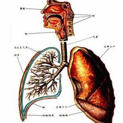 支气管炎的过程（急性支气管炎的过程）-图3