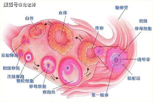 正常月经运作的过程（正常月经运作的过程是怎样的）-图2